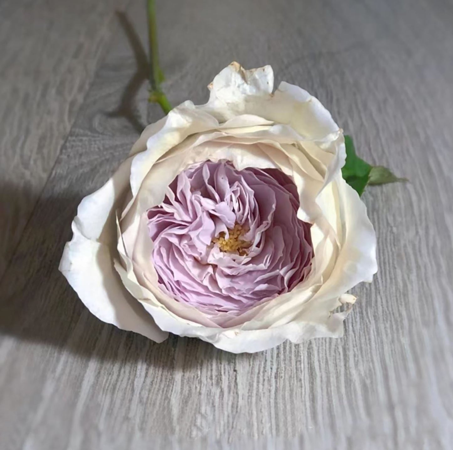 Milky Pearl 珍珠牛奶 ミルキーパール,  Japanese Cutting Rose,  Non-Grafted/Own Root.