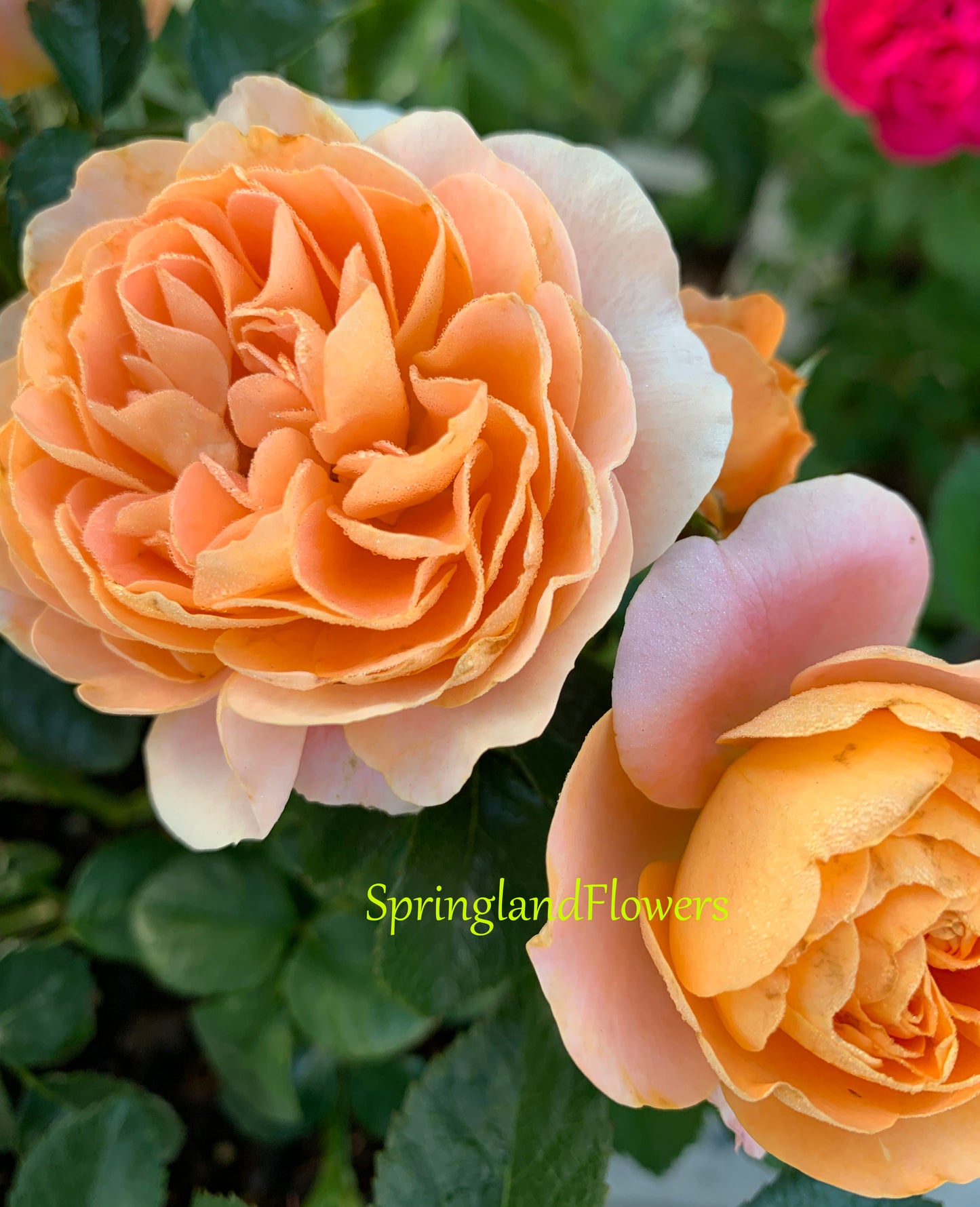 Champagne Terrace  果汁阳台 Floribunda Rose, Non-Grafted/Own Root.Yearlong flower buds. Perfect for small gardens.