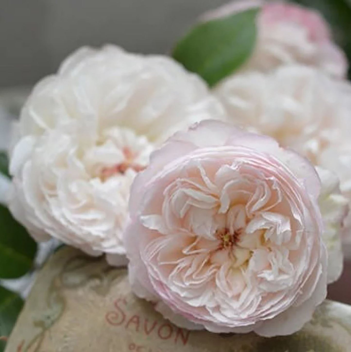 NEW ! 2022. Savon サボン 肥皂，Japanese Shub Rose, Non-Grafted/Own Root.