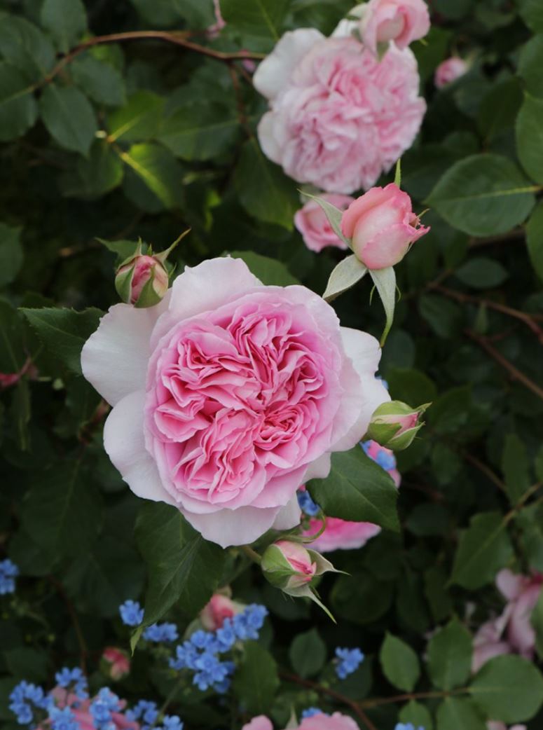#SPJ289, Helen 海伦，Japanese Shrub Rose, Non-Grafted/Own Root.