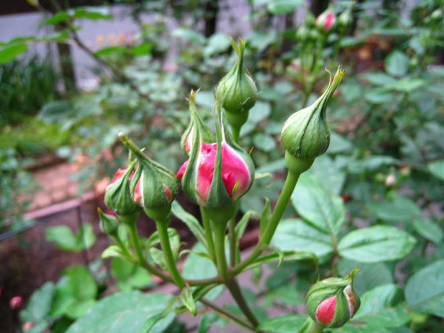 Miyako 京/宫古, Shrub Rose, Upright,Excellent Disease Resistance,Non-Grafted/Own Root.