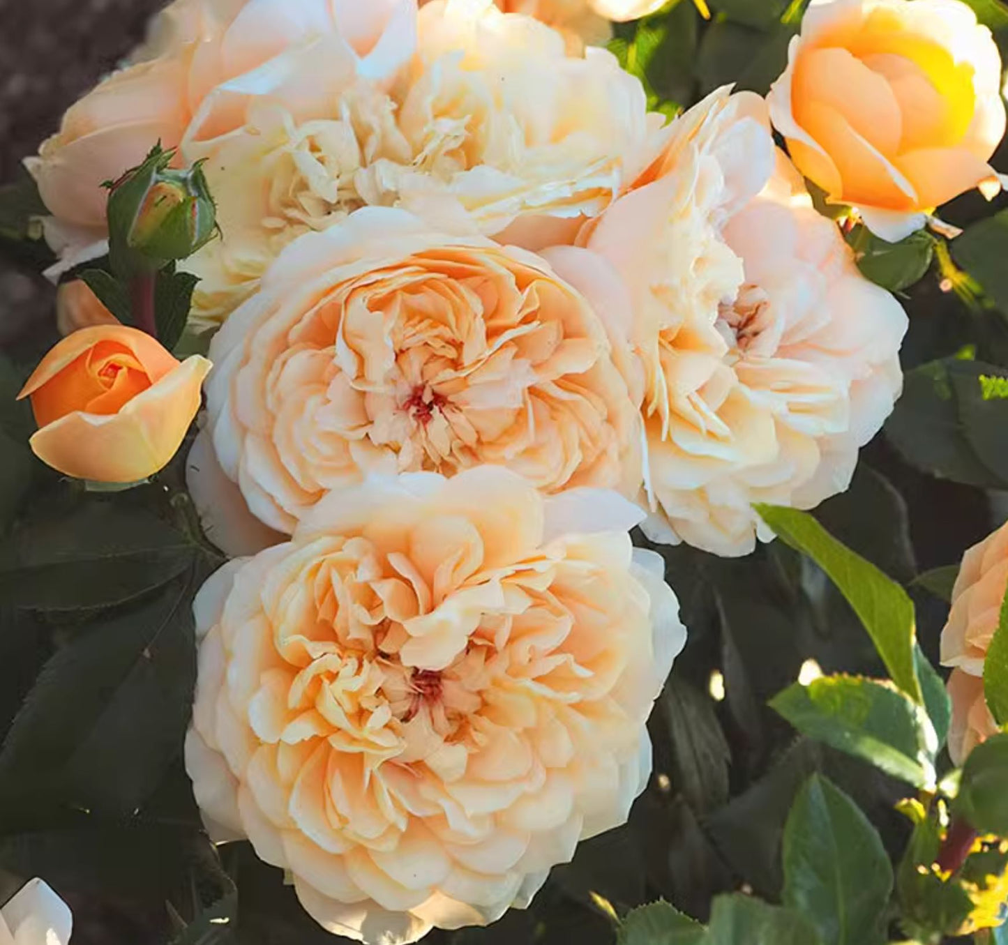 #SPF280, Avalanche Abricot 杏子雪崩月季/雪杏子, Floribunda Rose，Heat-tolerant, Disease-resistant. Non-Grafted/Own Root.