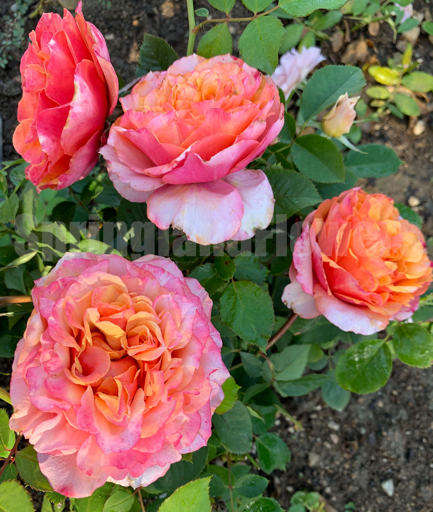 El Paso Forever 永远的艾帕索，Shrub Rose，Perfect Rose, upright, Repeat Flowering，Non-Grafted/Own Root.