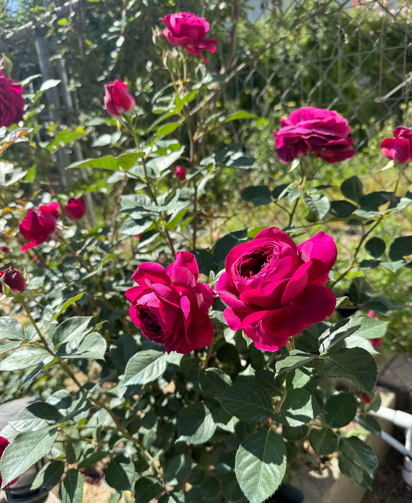 Celestial Night 星空之夜, Floribunda Rose, Non-Grafted/Own Root.