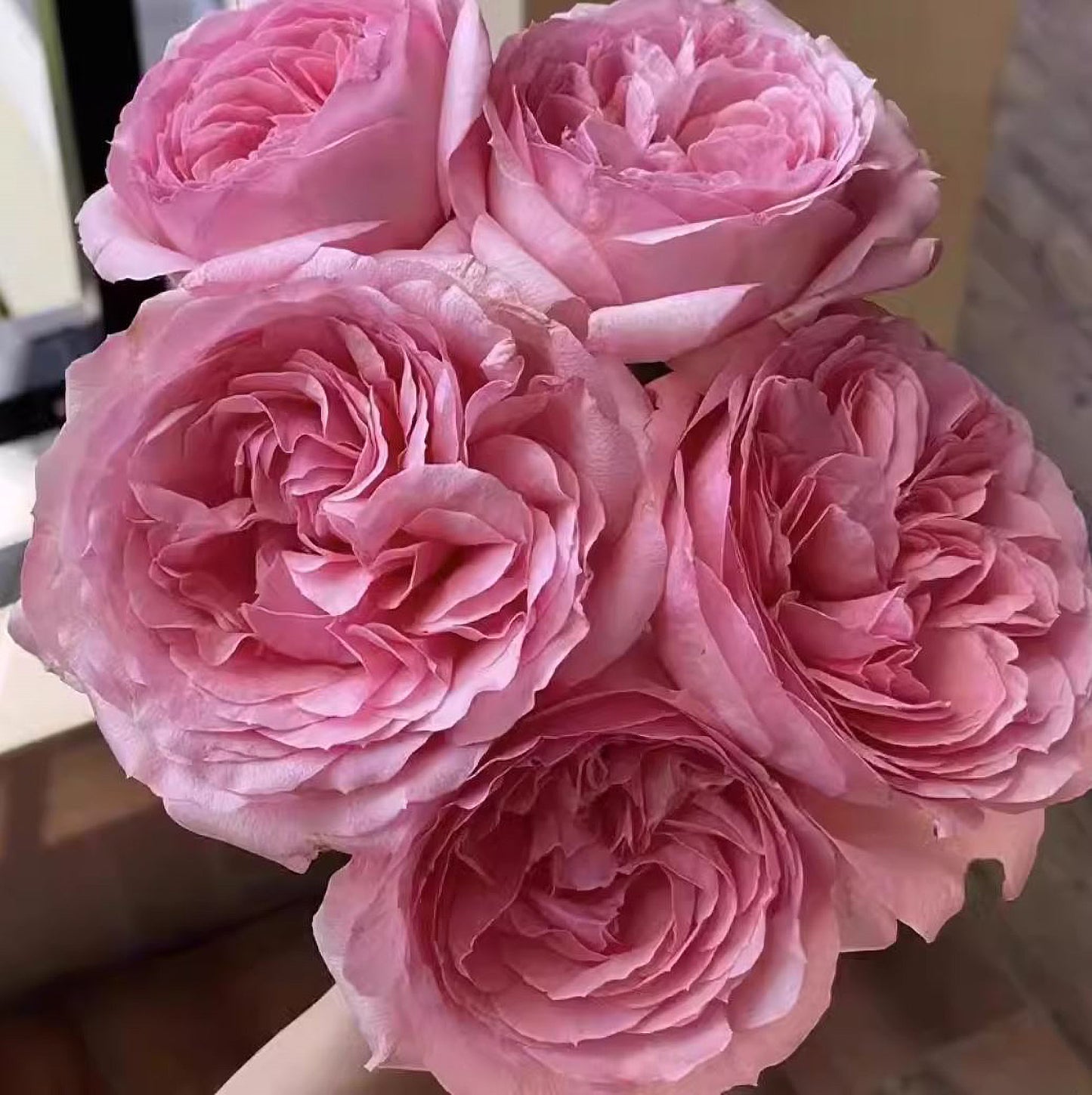 #SPC500, YangYuHuan杨玉环， Floribunda Rose, Upright, Heat Resistant, Strong Disease Resistance, Non-Grafted/Own Root.