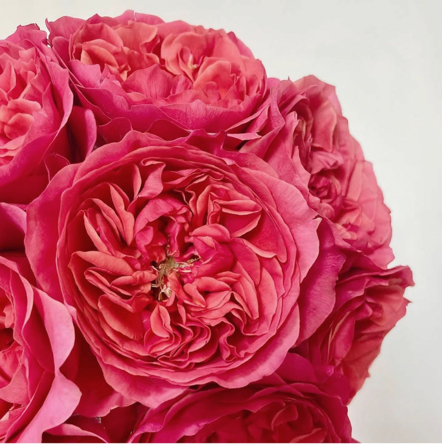 #SPN119，Extremely Similar to Dark X-pression 黑暗激情/黑暗爆炸, Florist Shrub Rose.