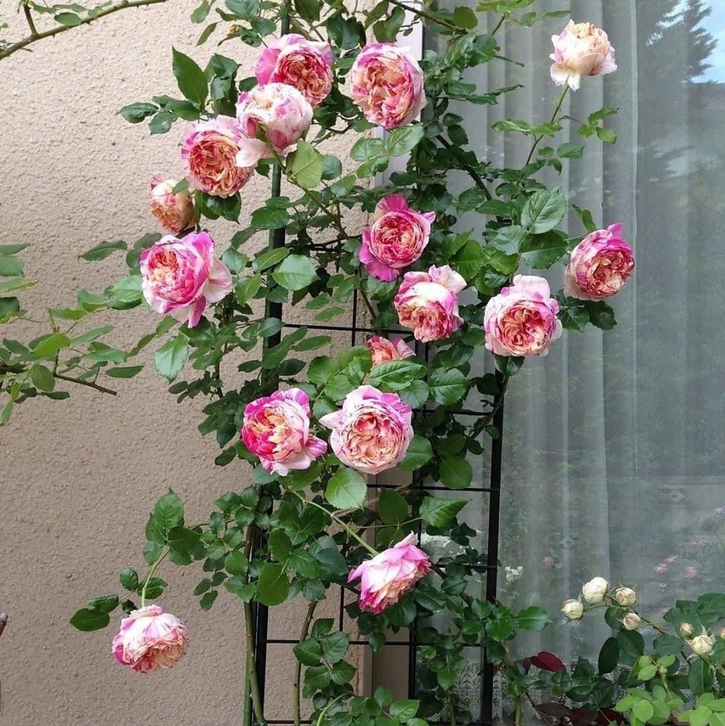 #SPF038, extremely similar to Édouard Manet 马奈, French Climbing Rose, Continuous Flowering And Strong Disease Resistance, Thornless. Non-Grafted/Own Root.