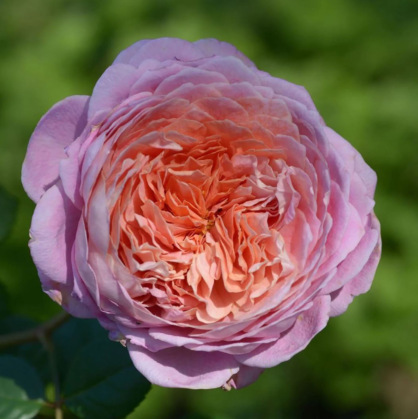 Eisvogel 翠鸟 Hybrid Tea Rose, Strong Fragrance, Excellent Disease Resistance,Non-Grafted/Own Root.