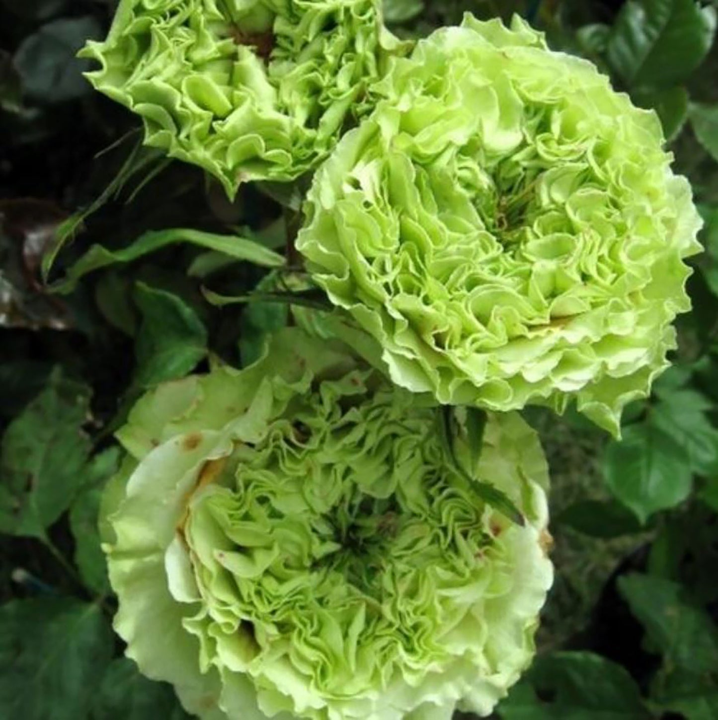 Super Green 超级绿/绿舞裙，Shrub Rose, Long Flowering Period，Non-Grafted/Own Root.