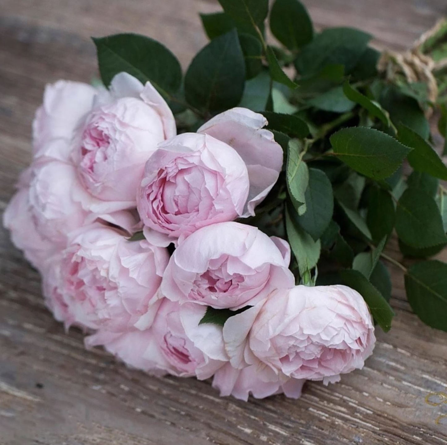 Peony Pink 芍药粉，Shrub Rose, Non-Grafted/Own Root.