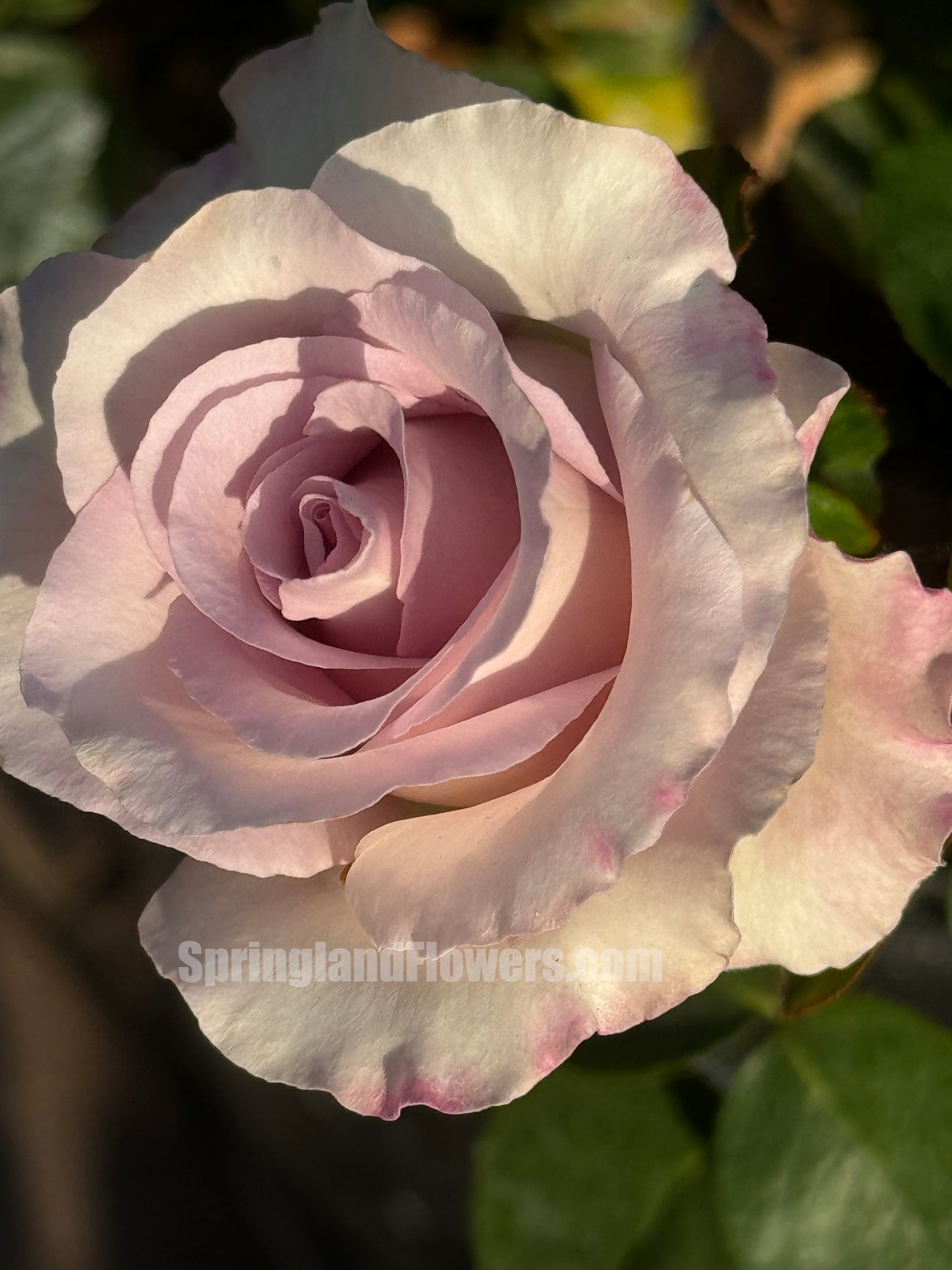 Luxury Nove 天然香水ラグジュノーブ,  Japanese Shrub Rose,   Non-Grafted/Own Root.