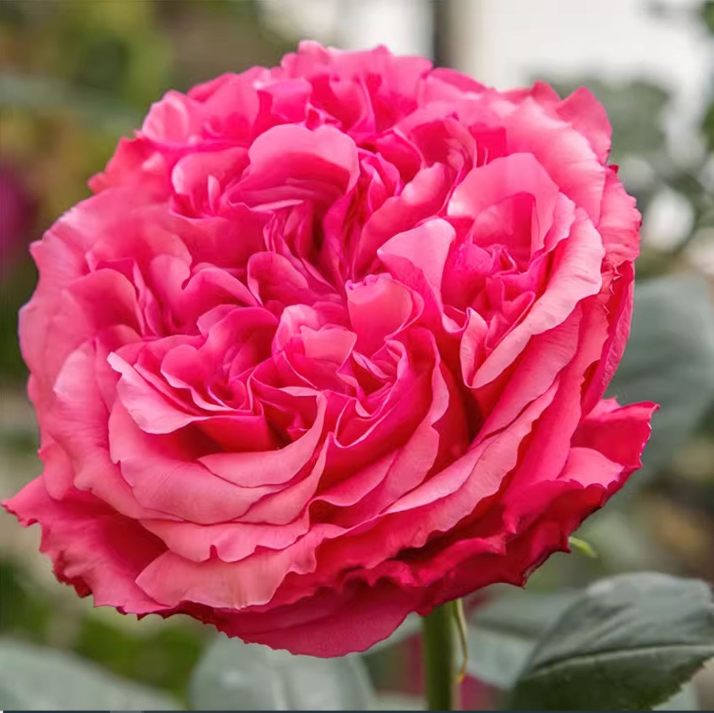 #SPF191，Extremely Similar toAudrey Fleurot 玫昂胭脂，Shrub Rose，Non-Grafted/Own Root.