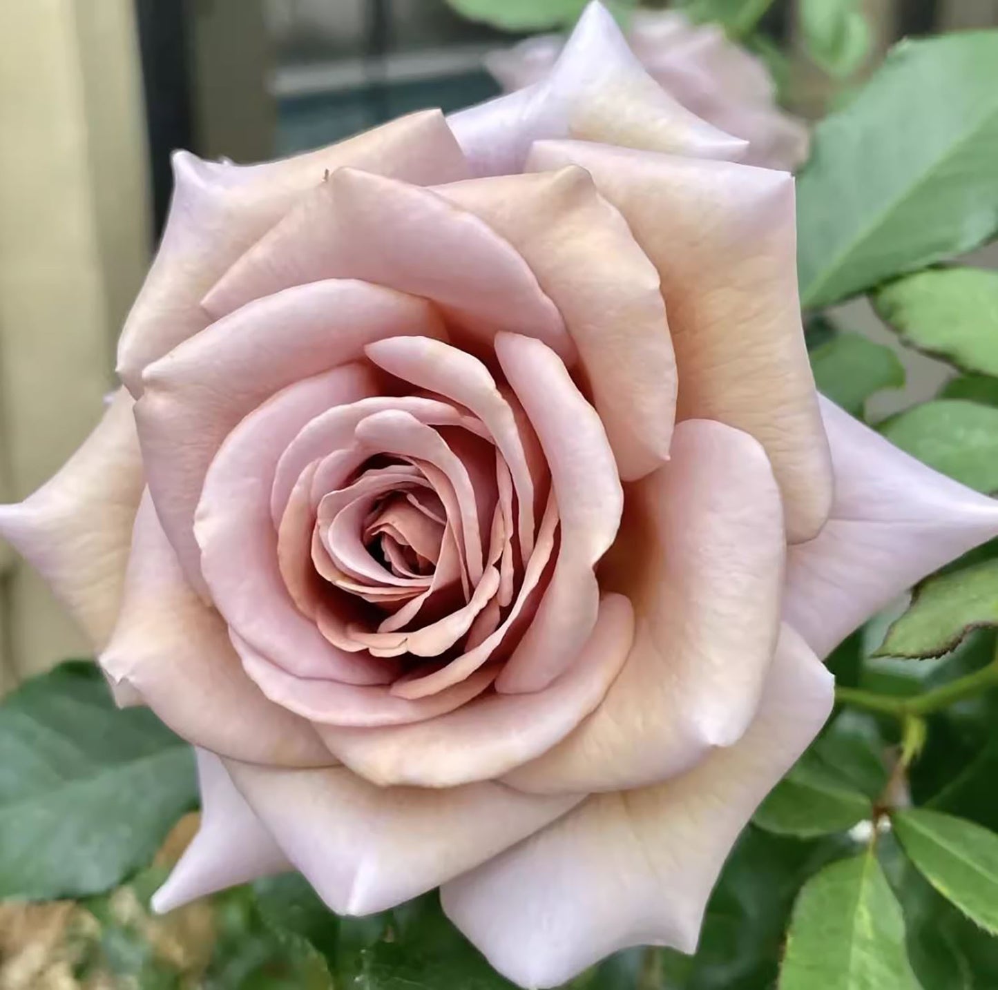 Koko Loko Floribunda Rose,Non-Grafted/Own Root.