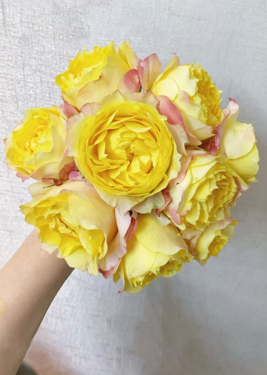 #SPC196，NEW! Custard Bun 包子美人，Chinese Floribunda Rose, Non-Grafted/Own Root.