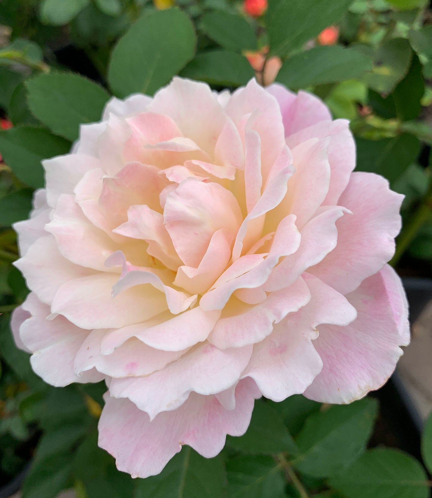 Princess Tenko 天宫公主 プリンセステンコー, Japanese Shrub Rose , Strong Fruity Sweet Fragrance,  Large,  Non-Grafted/Own Root.