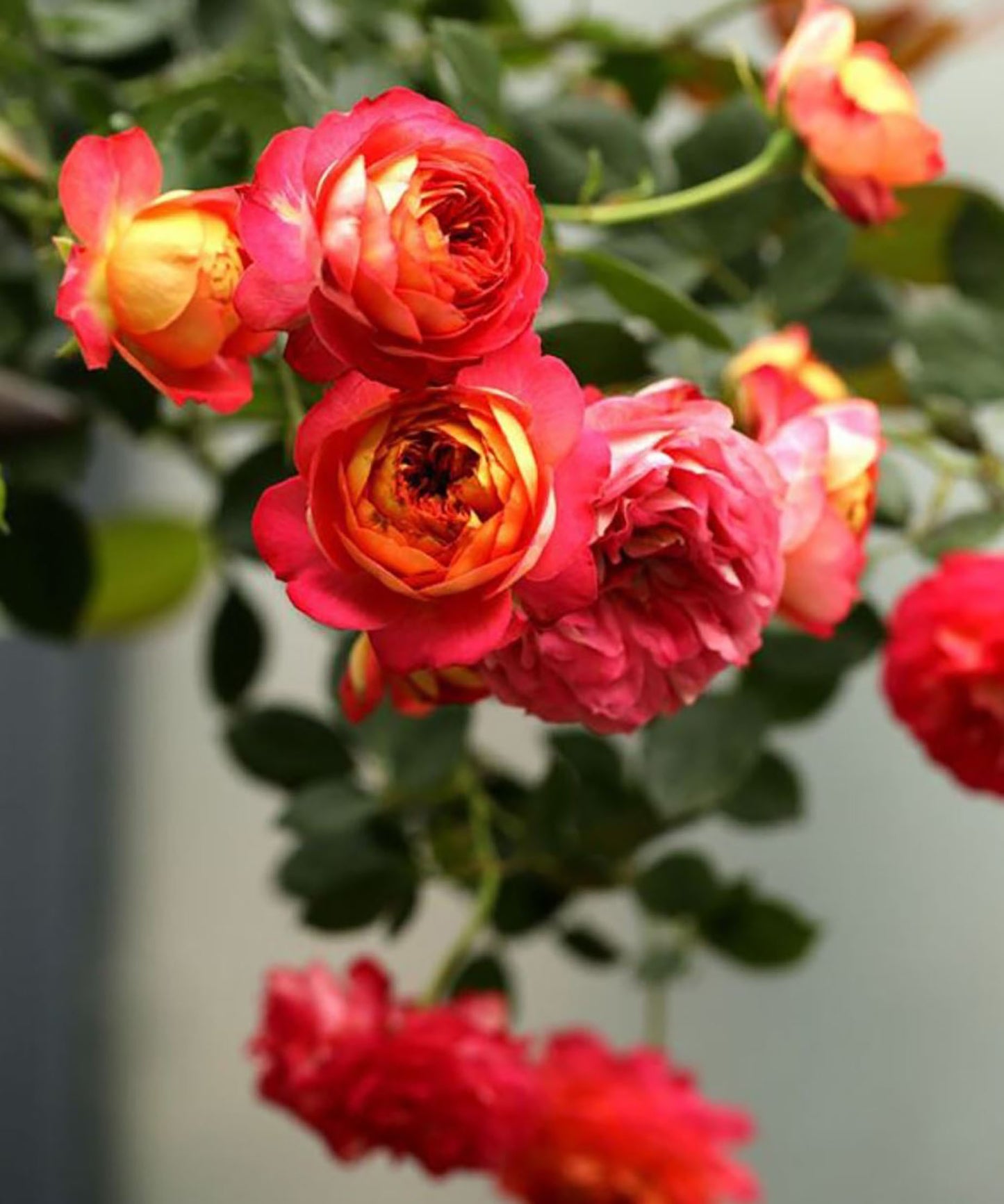 Meilivoine 藤本浪漫宝贝, Climbing Rose, Non-Grafted/Own Root.