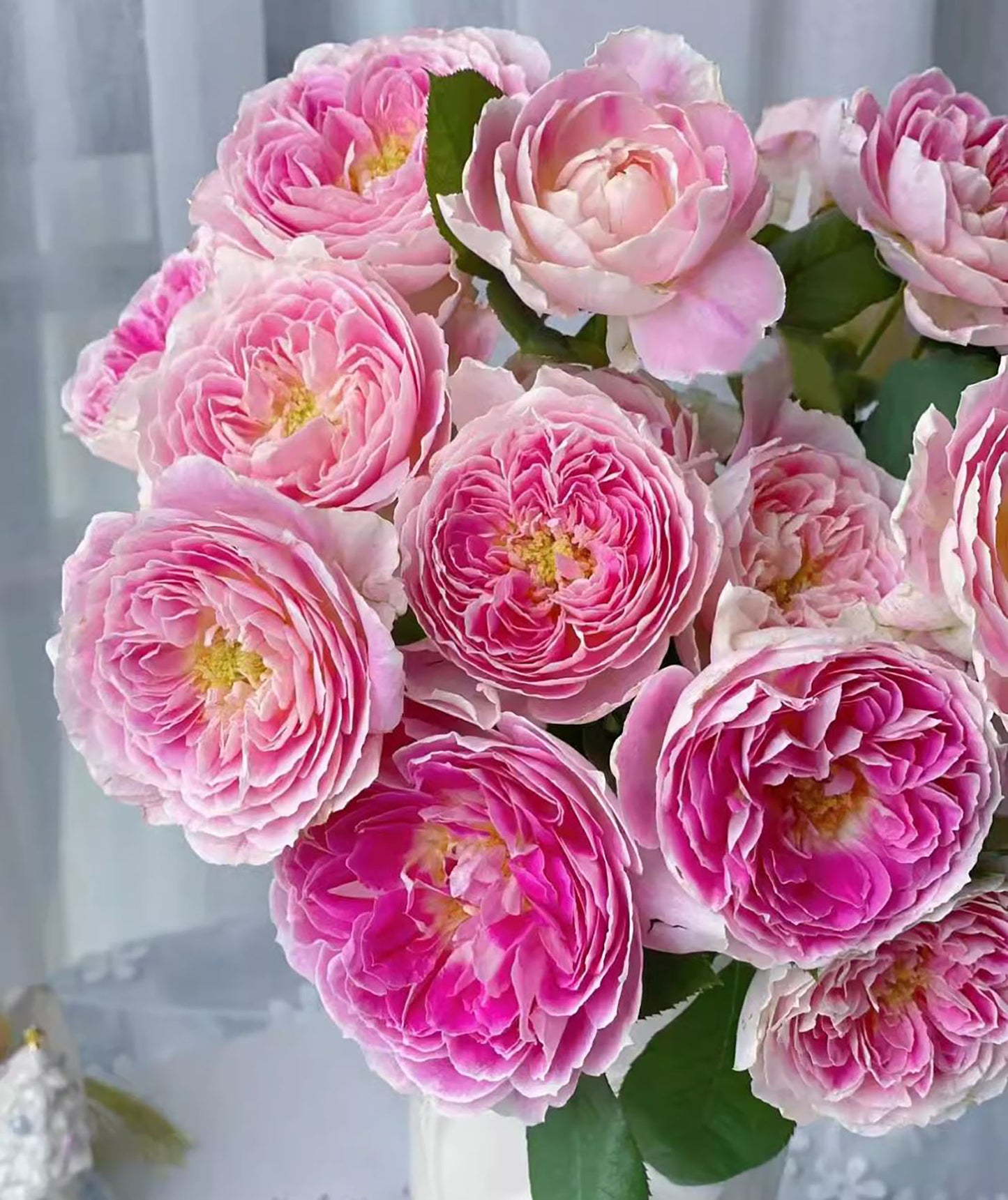 Holiday Island Guernsey 根西/假日岛芍药， Pink  Shrub Rose,  Upright.   2 Years Old 1 Gal, Non-Grafted/Own Root.