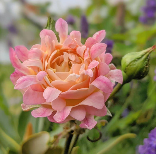 Peach Anemone 桃子海葵 ,  Shrub Rose， Non-Grafted/Own Root.