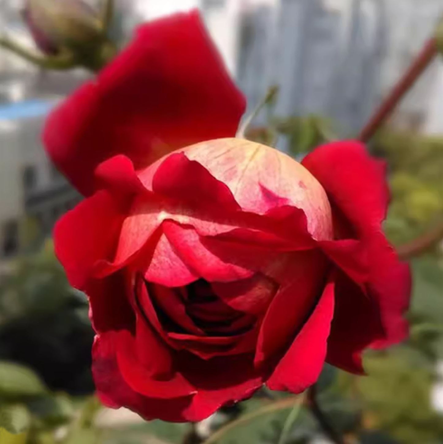 Dominique Massad 马萨德医生，Shrub Rose，strawberry fragrance, repeat flowering, 2 Years Old 1 Gal, Non-Grafted/Own Root.