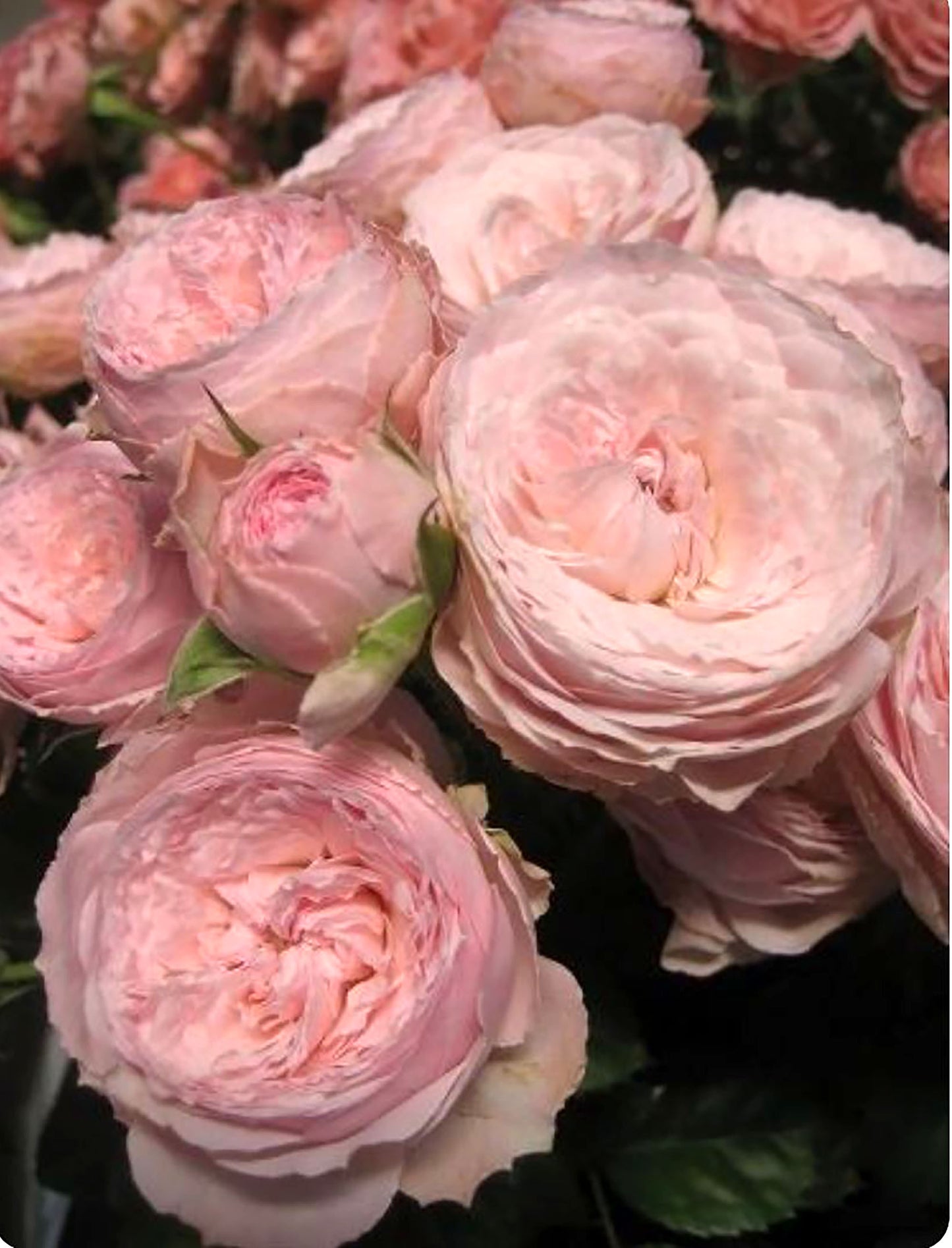 M-Pink Moon 粉月亮，Shrub Rose ,  Non-Grafted/Own Root.