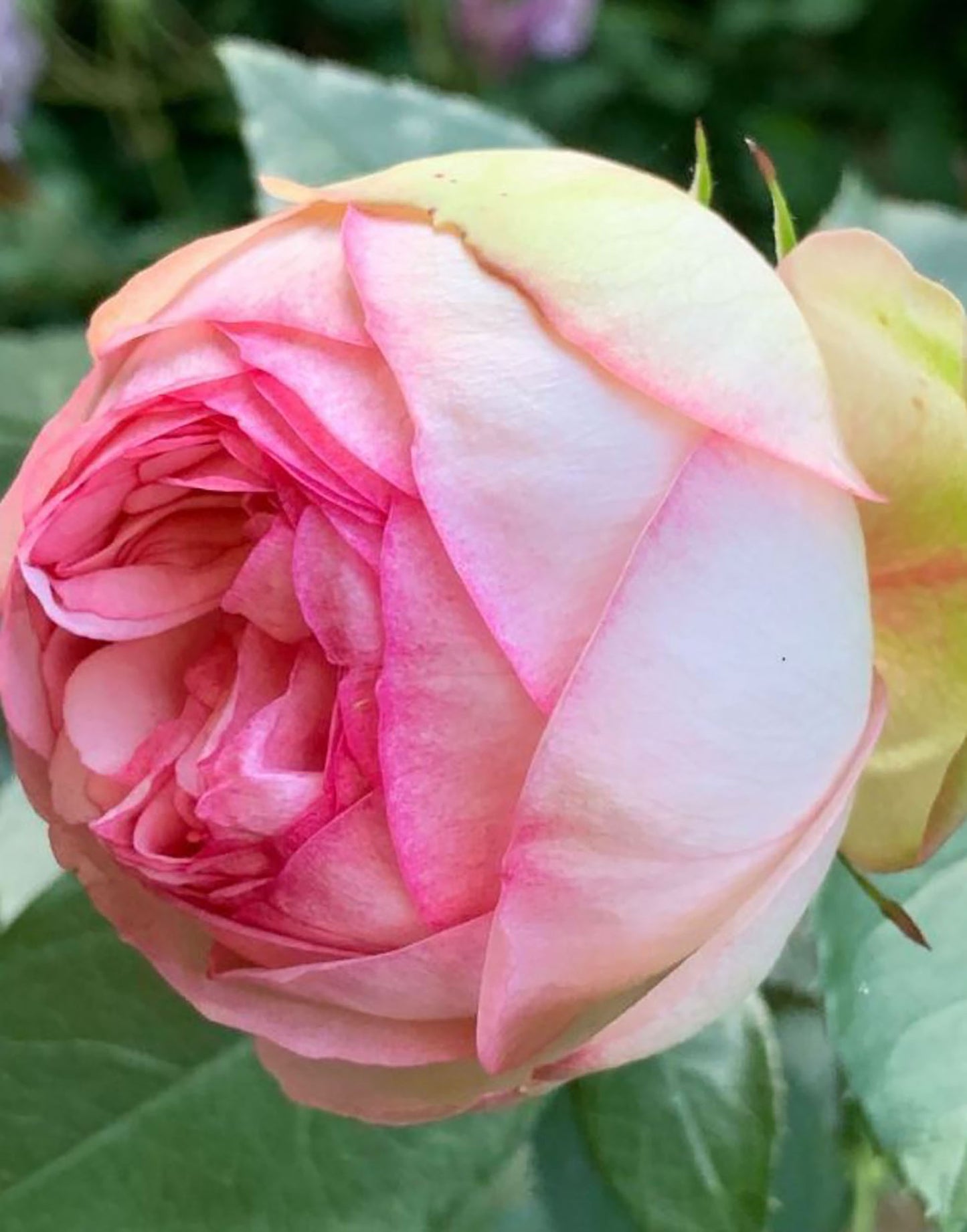 Charming Piano 妩媚钢琴，Hybrid Tea Rose, Globular Bloom Form.  Blooms In Flushes Throughout The Season.  Non-Grafted/Own Root.