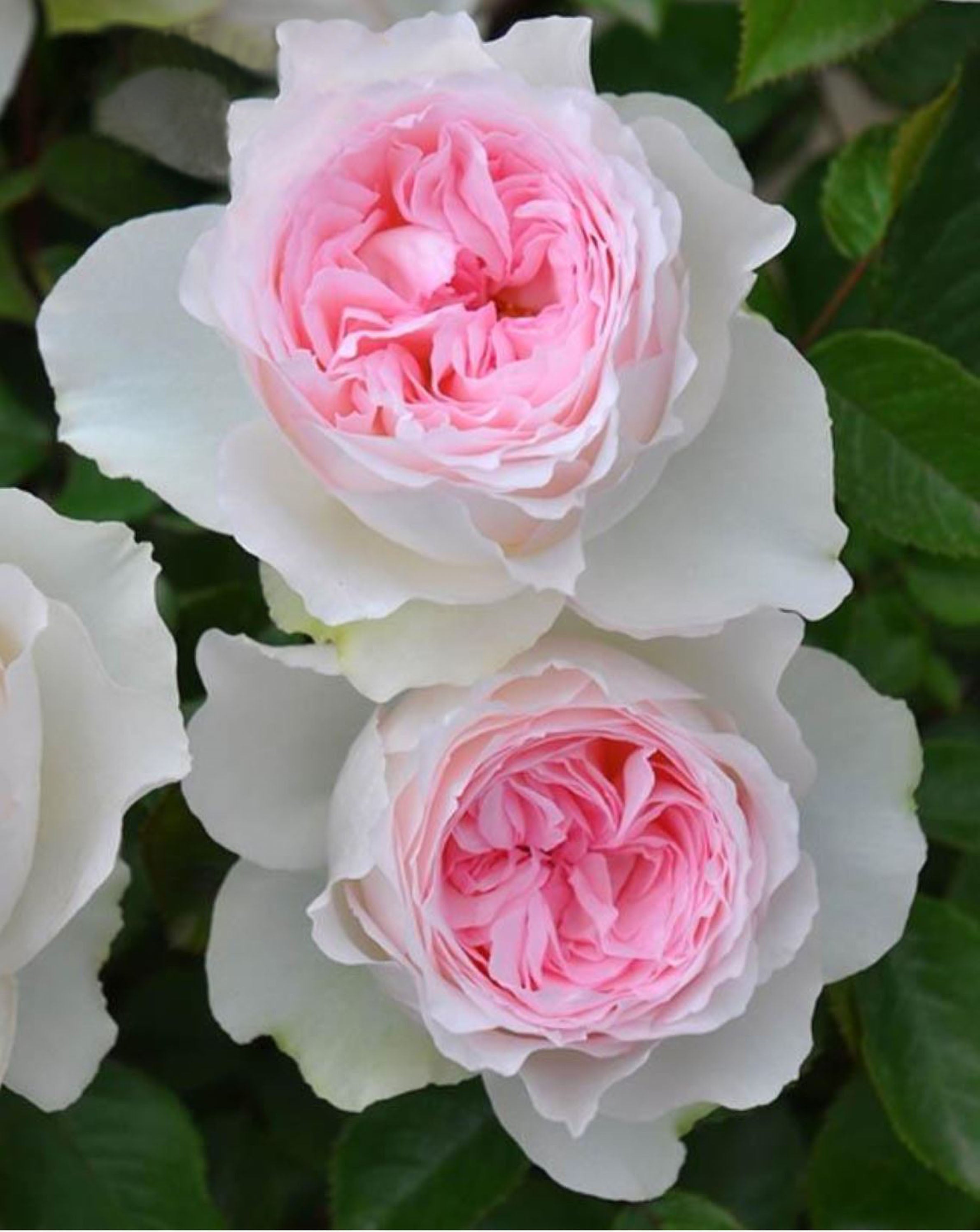 Floribunda Own Root Roses #SPJ133, Roxanne 罗克珊/黎明, Floribunda Rose, Non-Grafted/Own Root ...