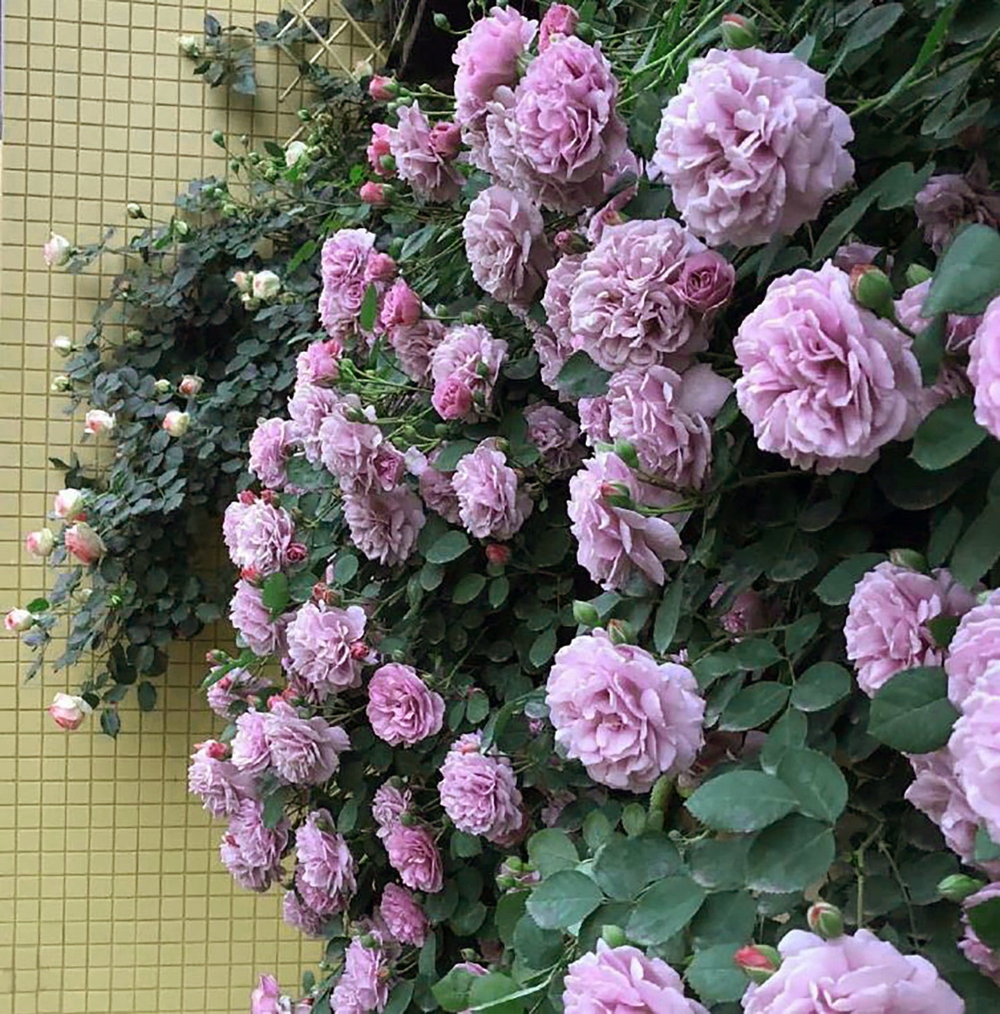 Rainy Blue 蓝色阴雨 ，Climbing Rose，Non-Grafted/Own Root.