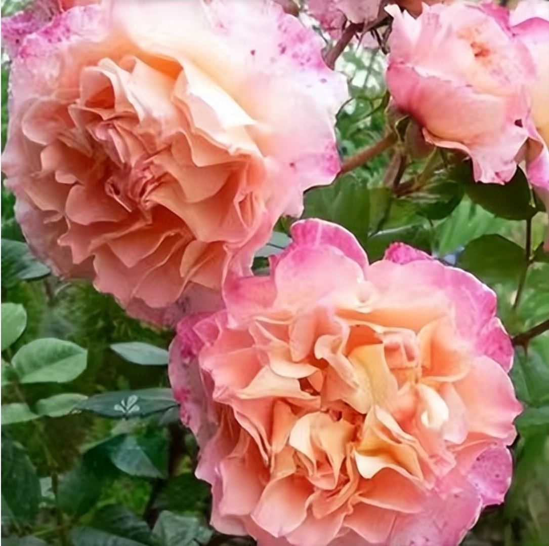 Augusta Luise 奥古斯塔.路易斯, Hybrid Tea Rose, Strong fragrance. Large. 2 Years Old 1 Gal, Non-Grafted/Own Root.