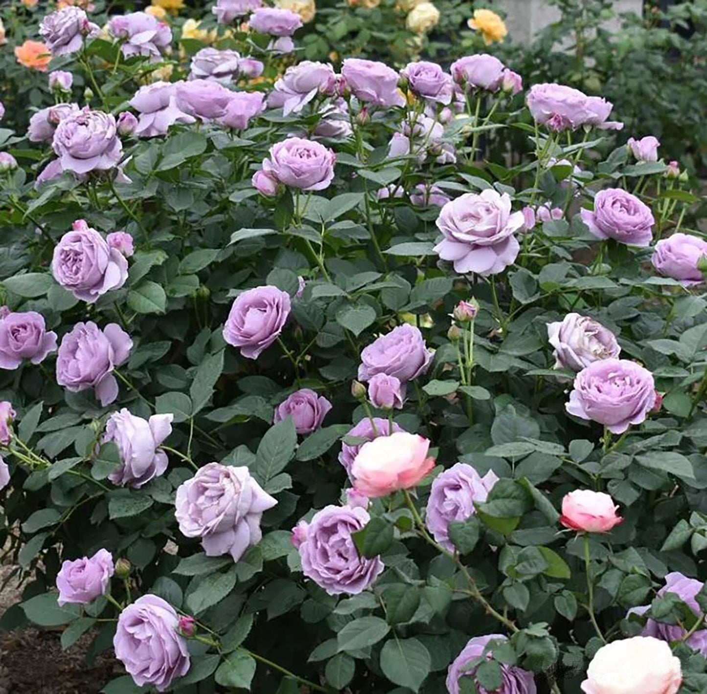 Shinoburedo 蓝色风暴/暗恋的心 のぶれど，Japanese Floribunda Rose, Non-Grafted/Own Root.