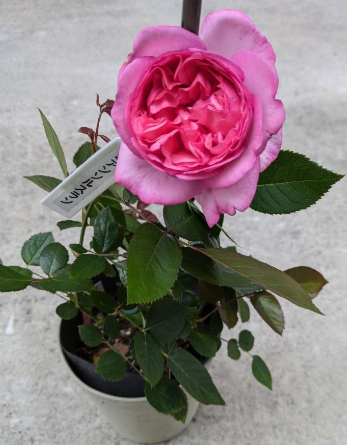 #SPJ237，NEW! 2022. Ensorcelant 伊芙妖艳, Japanese Shrub Rose, Non-Grafted/Own Root.