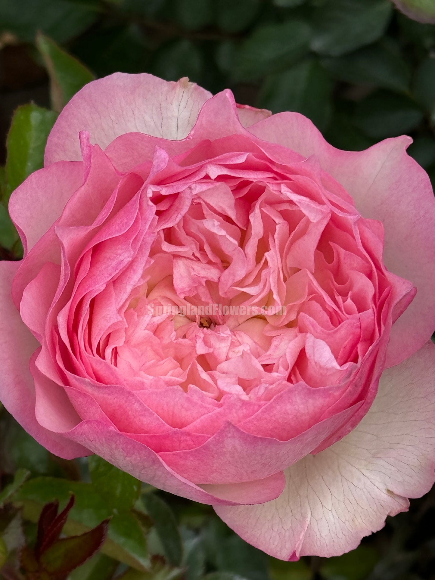 #SPJ093，extremely similar to Le Rire 乐咲, Japanese Florist Shrub Rose. Strong Fragrance，Thornless, Heat-tolerant, disease-resistant, Non-Grafted/Own Root.