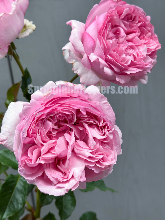 #SPJ090，Neo Cherry Shallow 新浅樱桃，Japanese Florist Shrub Rose,  Non-Grafted/Own Root.