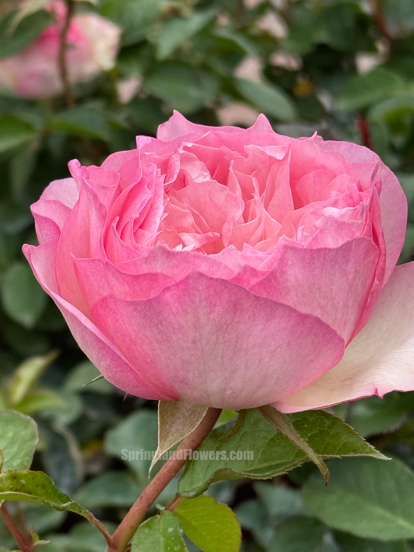 #SPJ093，extremely similar to Le Rire 乐咲, Japanese Florist Shrub Rose. Strong Fragrance，Thornless, Heat-tolerant, disease-resistant, Non-Grafted/Own Root.