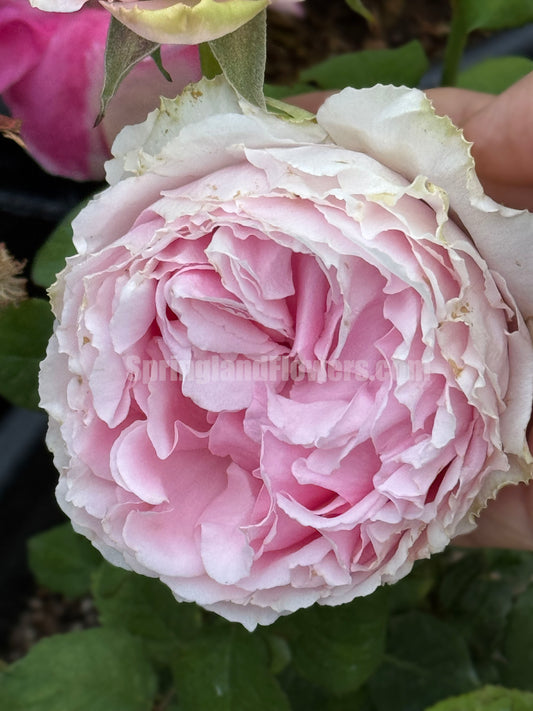 #SPJ056 , Elegant Dress 典雅礼服， Japanese Florist Shrub Rose, Non-Grafted/Own Root.