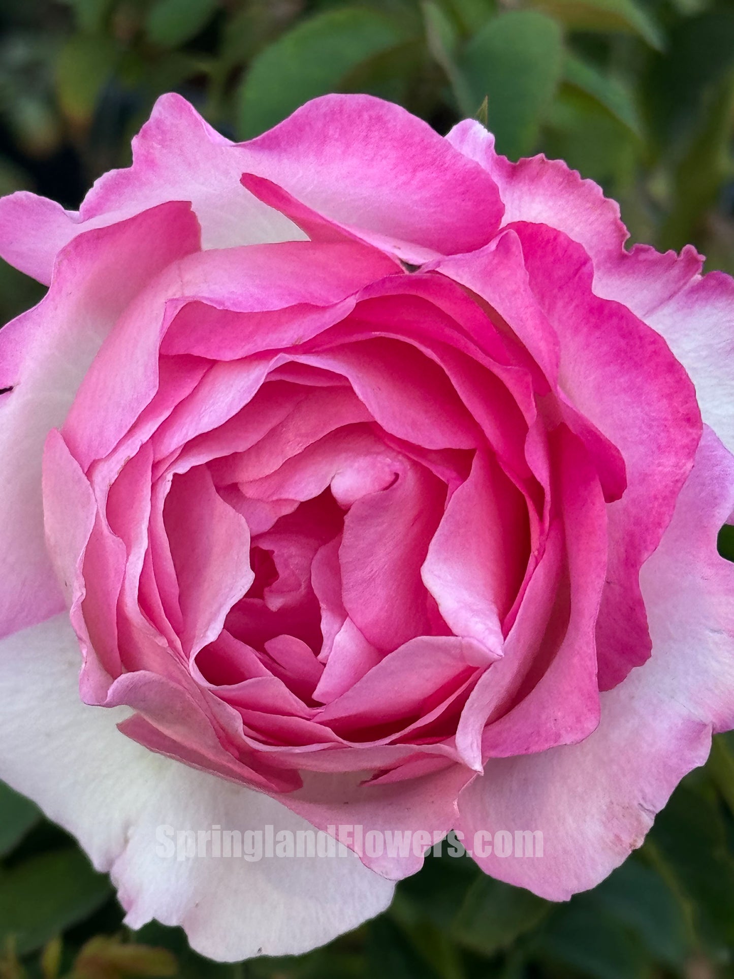 Rien Rose 河本绊 リアン・ローズ，Japanese Floribunda Rose，Fragrant and Thornless, Strong Disease Resistance, Non-Grafted/Own Root.