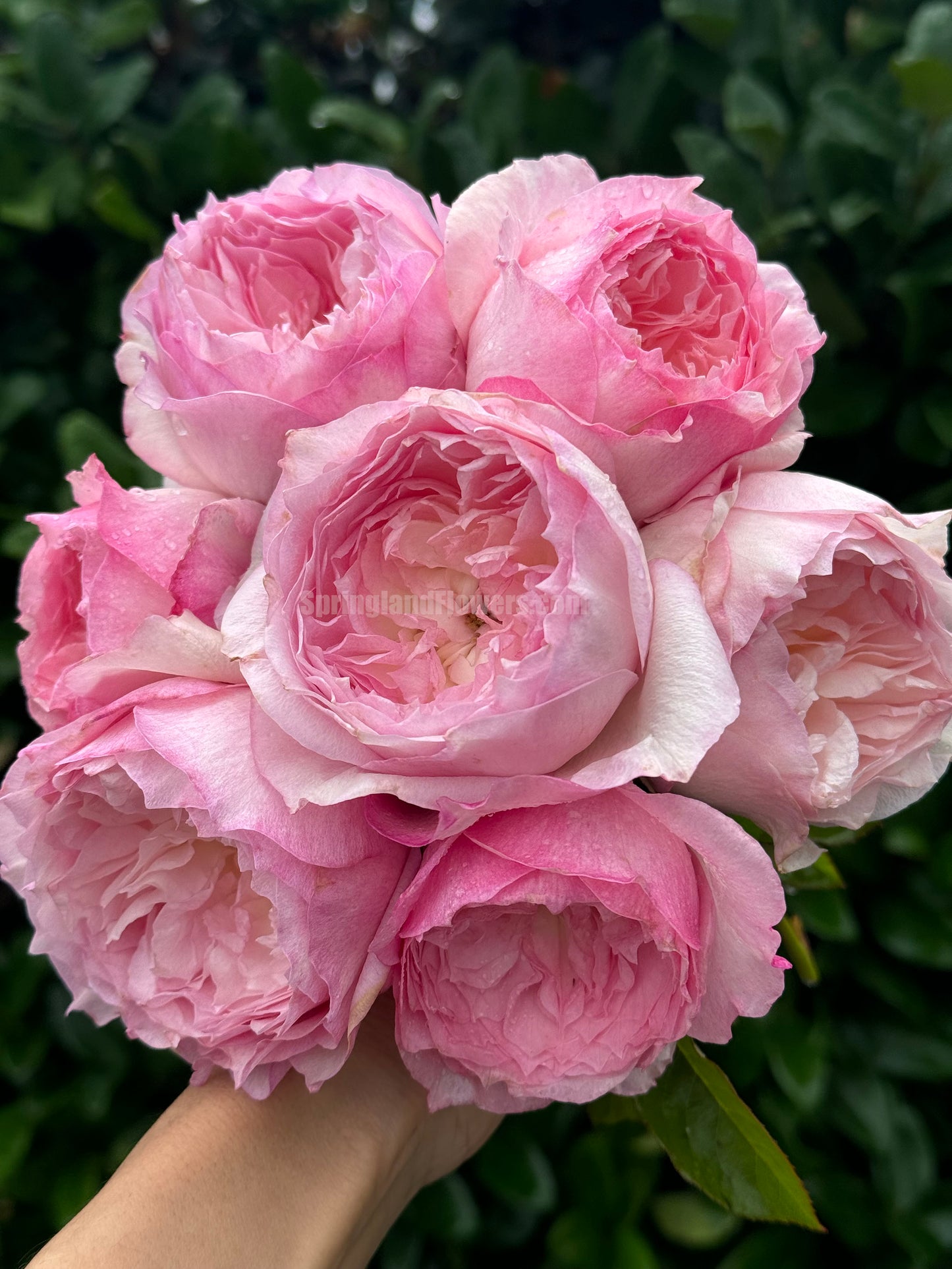 #SPJ093，extremely similar to Le Rire 乐咲, Japanese Florist Shrub Rose. Strong Fragrance，Thornless, Heat-tolerant, disease-resistant, Non-Grafted/Own Root.