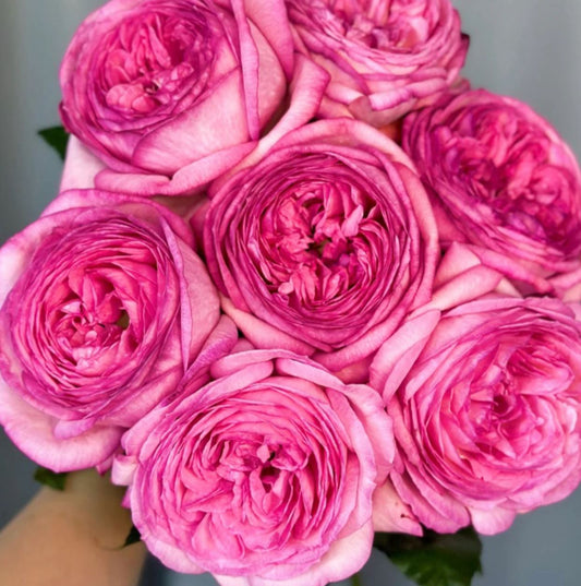 #SPJ237，NEW! 2022. Ensorcelant 伊芙妖艳, Japanese Shrub Rose, Non-Grafted/Own Root.
