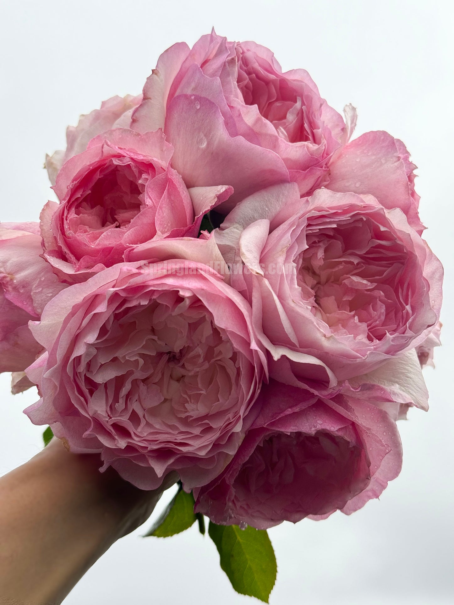 #SPJ093，extremely similar to Le Rire 乐咲, Japanese Florist Shrub Rose. Strong Fragrance，Thornless, Heat-tolerant, disease-resistant, Non-Grafted/Own Root.