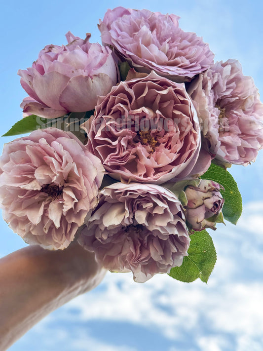 #SPJ124，Nothing without you 不能没有你/非你莫属，Japanese Florist Shrub Rose , Non-Grafted/Own Root.