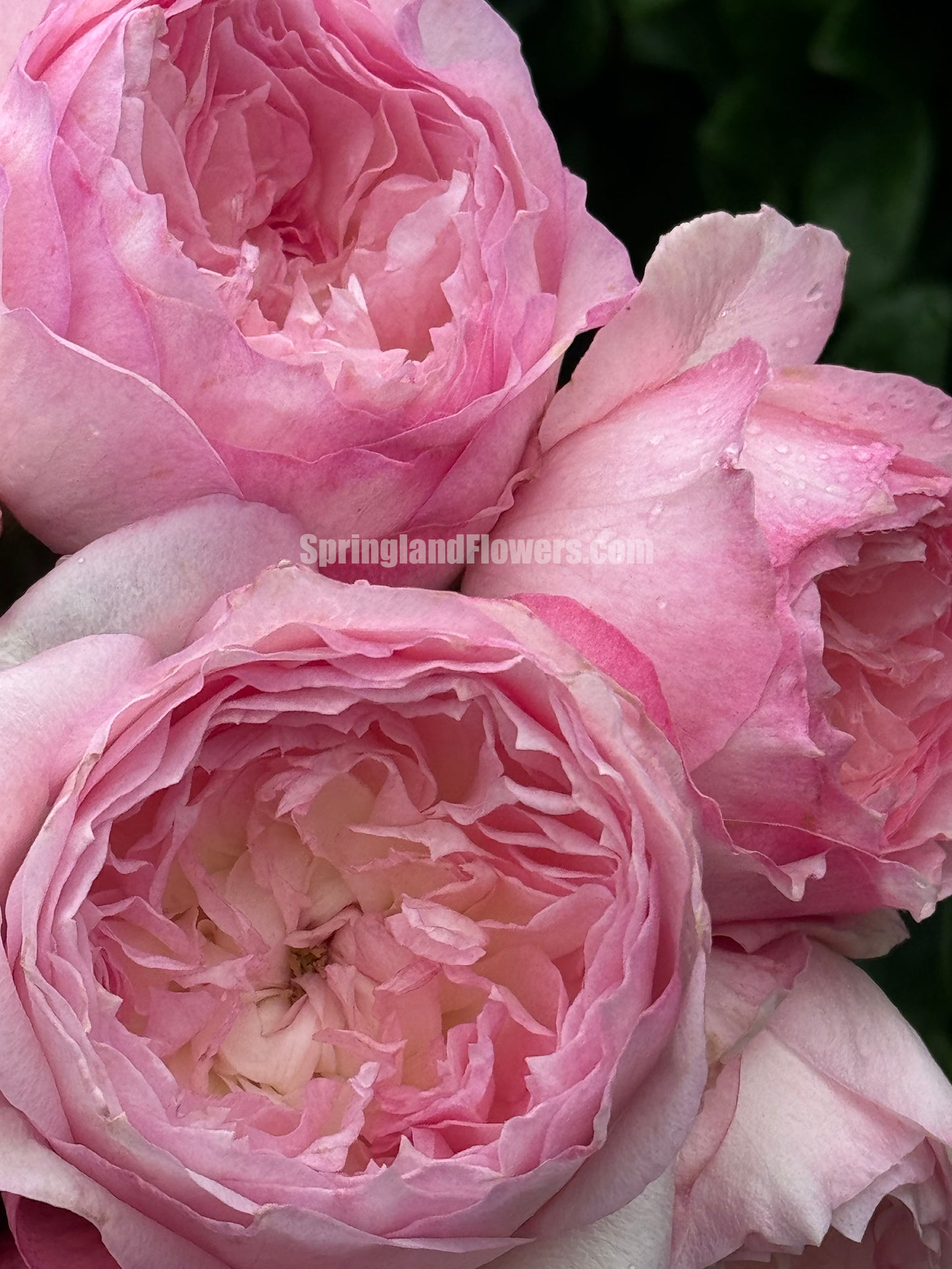 #SPJ093，extremely similar to Le Rire 乐咲, Japanese Florist Shrub Rose. Strong Fragrance，Thornless, Heat-tolerant, disease-resistant, Non-Grafted/Own Root.