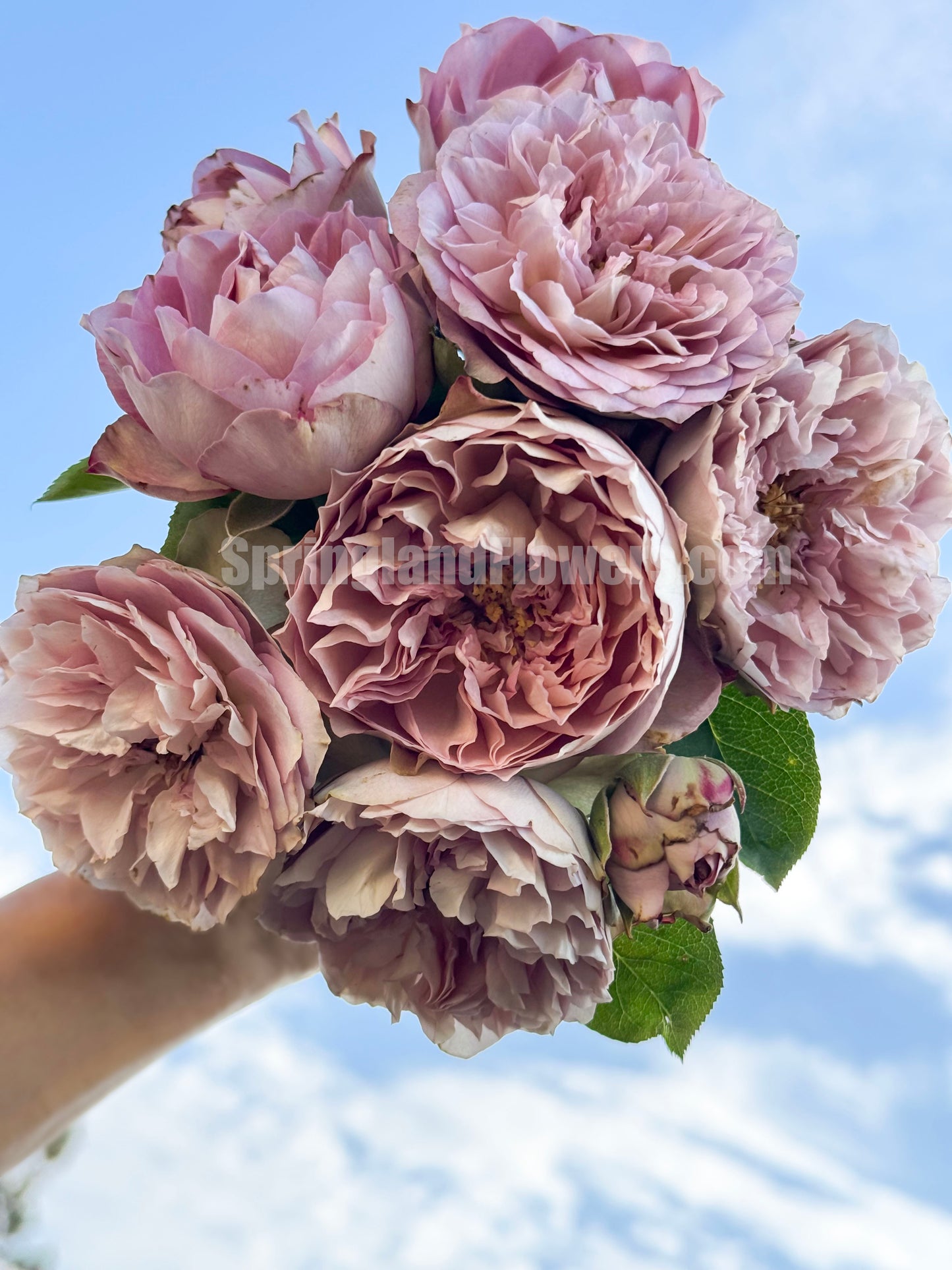 #SPJ124，Nothing without you 不能没有你/非你莫属，Japanese Florist Shrub Rose , Non-Grafted/Own Root.