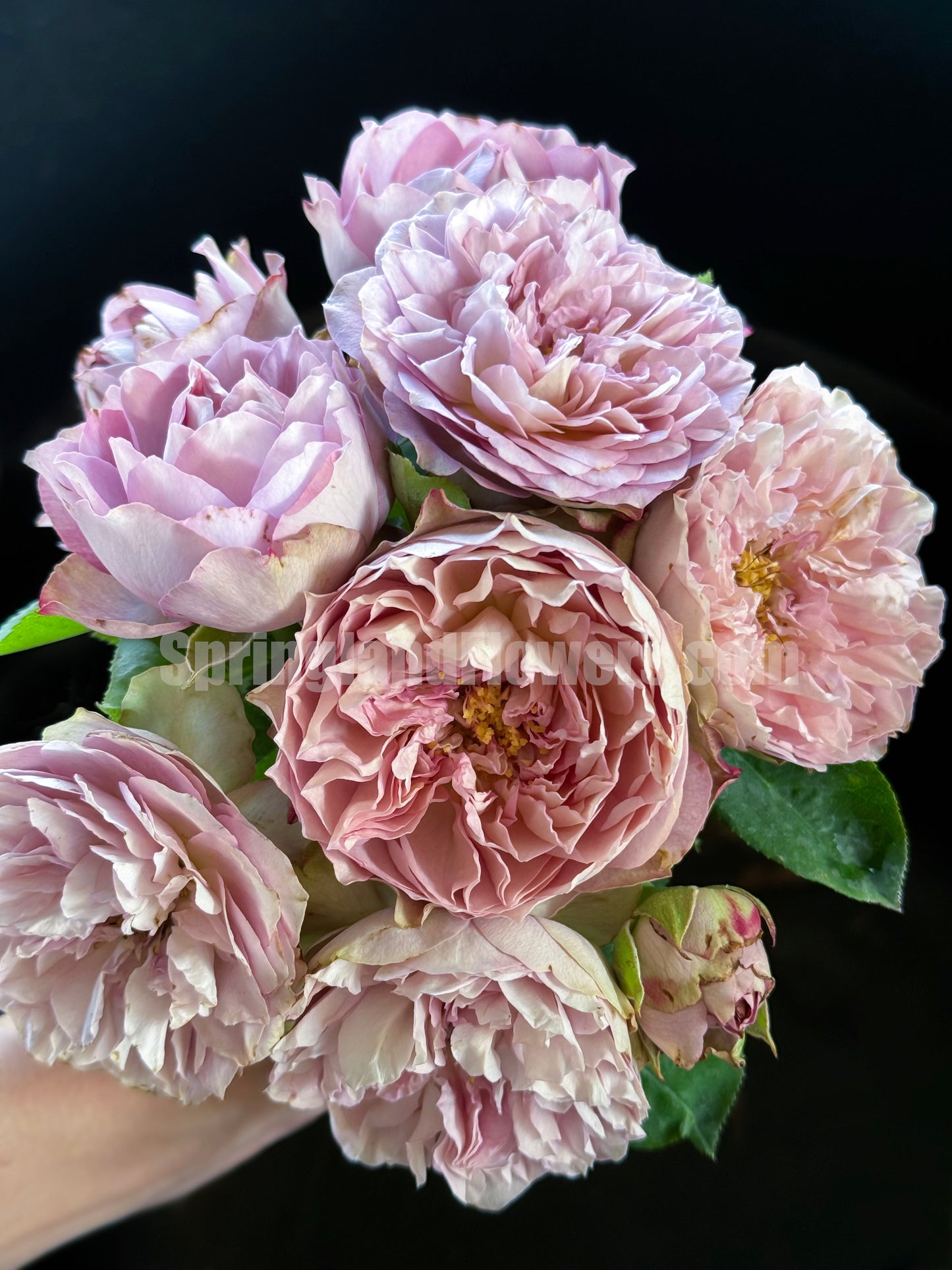 #SPJ124，Nothing without you 不能没有你/非你莫属，Japanese Florist Shrub Rose , Non-Grafted/Own Root.