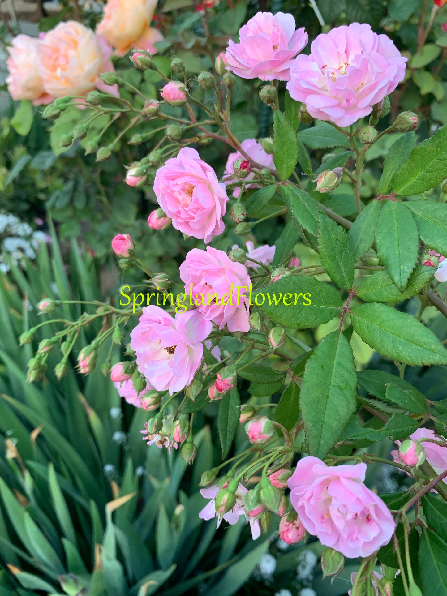 Perfume Breeze  微风香水 Climbing Rose,Non-Grafted/Own Root.1 Gal.