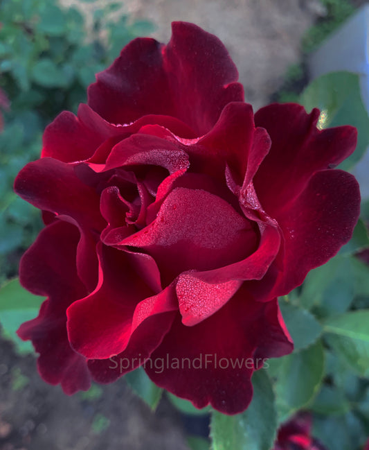 Hommage A Barbara 纪念芭芭拉, Hybrid Tea Rose,Non-Grafted/Own Root.