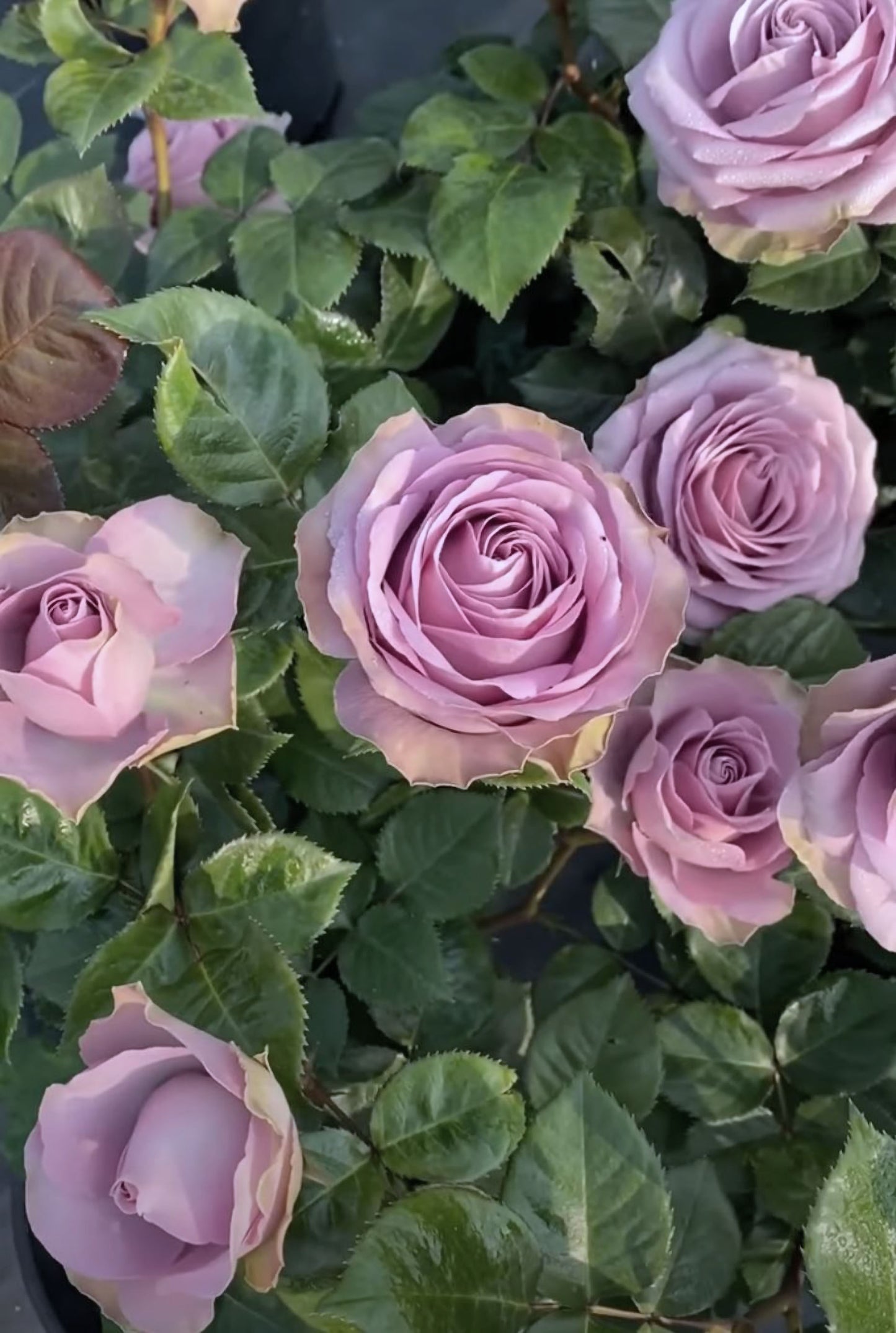 #SPN147， Tiara 罗马新娘，Florist Shrub Rose, Non-Grafted/Own Root.