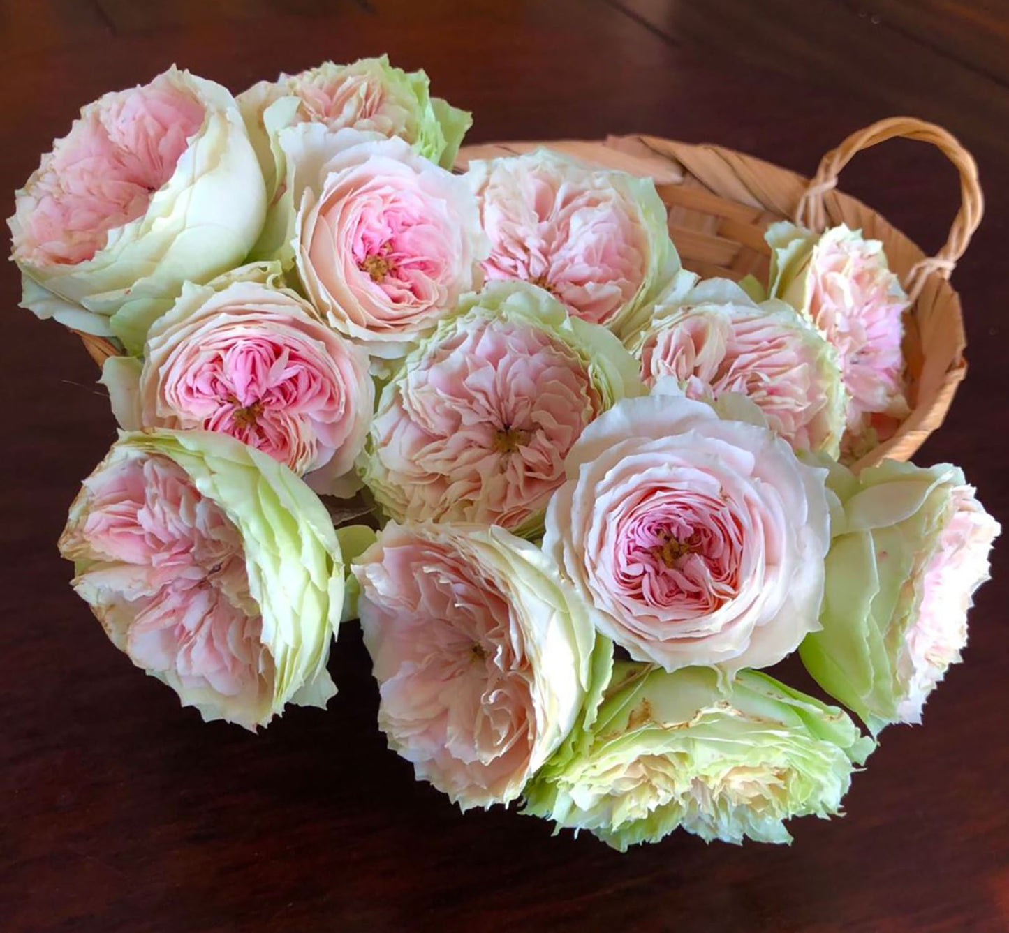 Pompon Veranda 绒球门廊，Medium Pink Floribunda Rose,  Non-Grafted/Own Root.