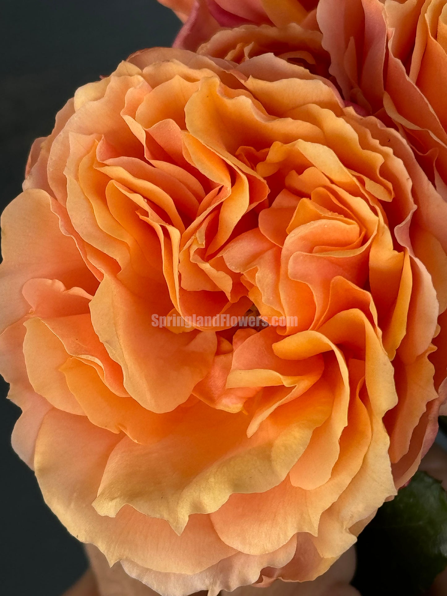 Soul Sister 灵魂姐妹，Shrub Rose，Heat Resistant， Non-Grafted/Own Root.