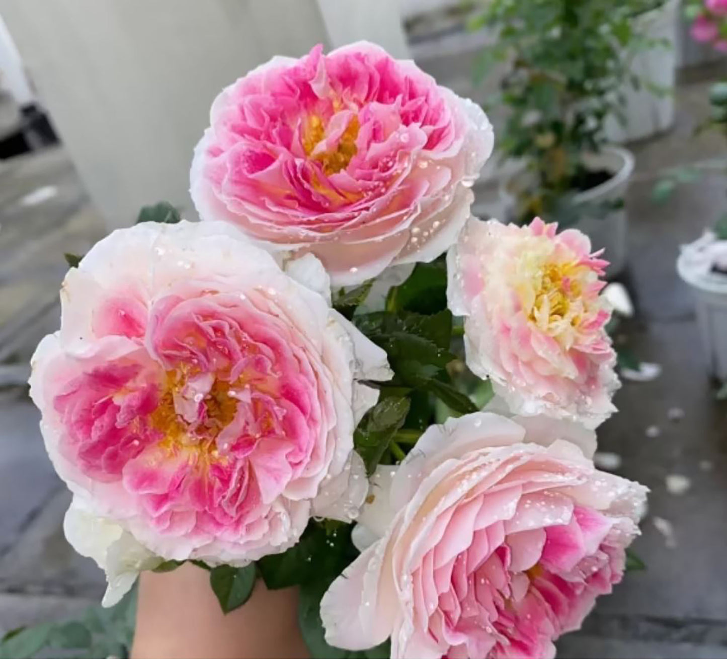 Holiday Island Guernsey 根西/假日岛芍药， Pink  Shrub Rose,  Upright.   2 Years Old 1 Gal, Non-Grafted/Own Root.