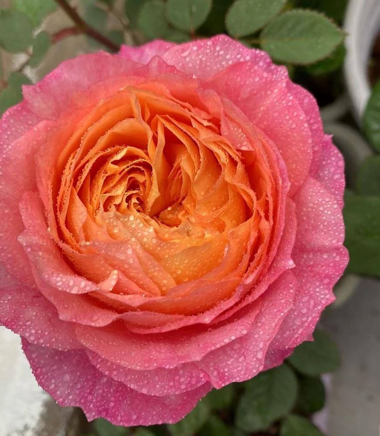 Expanse of Blossom 大花美人, Shrub Rose,  Non-Grafted/Own Root.