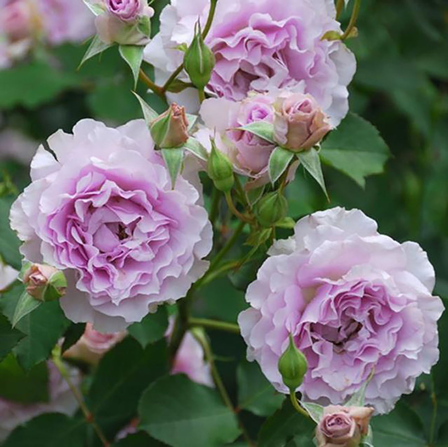 Libellula 蜻蜓 リベルラ, Japanese Shrub Rose. Non-Grafted/Own Root.